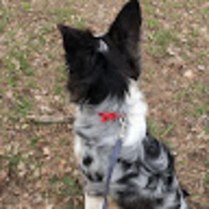 Meet your Posher, Savannah